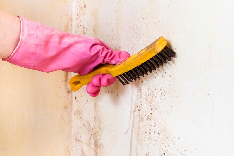 Mould removal and cleaning treatment carried out at a Newcastle property