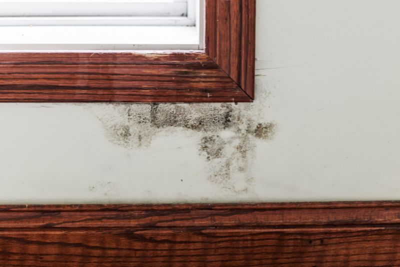 Mould growth along a window frame and skirting board