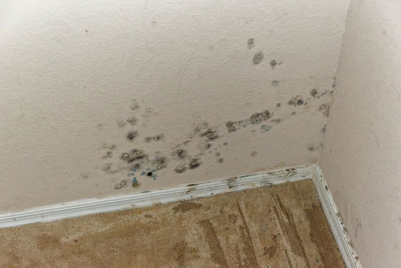 black mould spots on a wall
