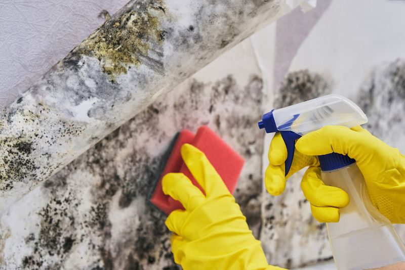 Mould removal treatment carried out on an affected wall