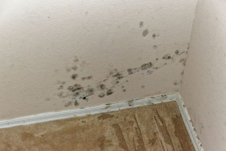 Mould removal technician at work in a Newcastle property